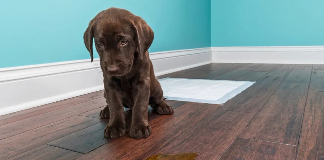 Jak długo szczeniak uczy się czystości? Oczekiwania i wyzwania